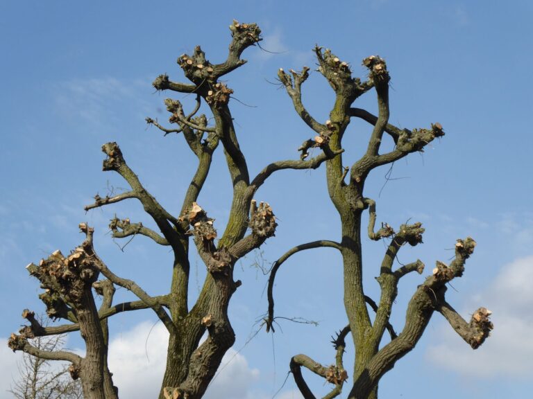 Fachgerecht zurueckgeschnittener Baum