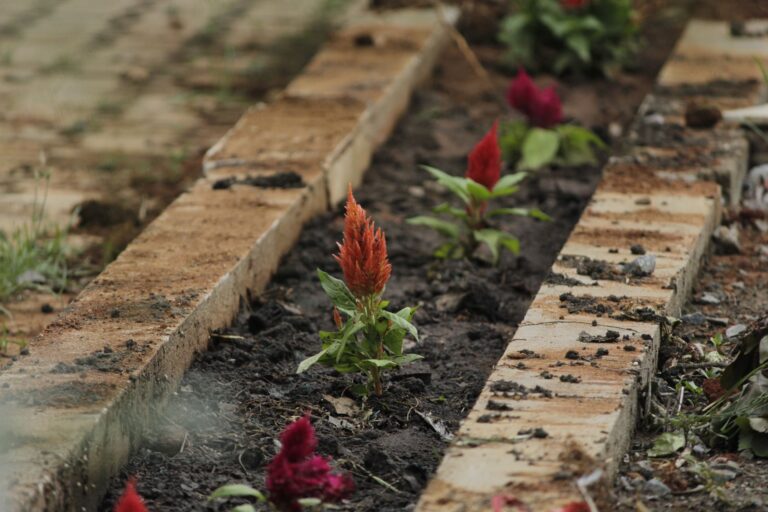 Gepflegtes Blumenbeet mit frischer Bepflanzung
