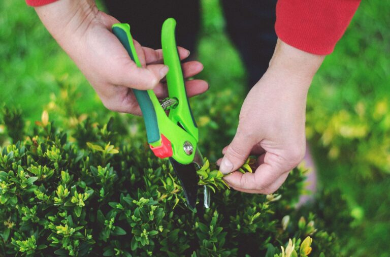 Heckenschnitt mit Gartenschere