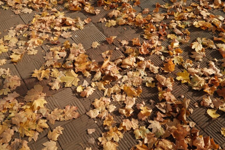Herbstlaub auf einer Flaeche vor der Reinigung